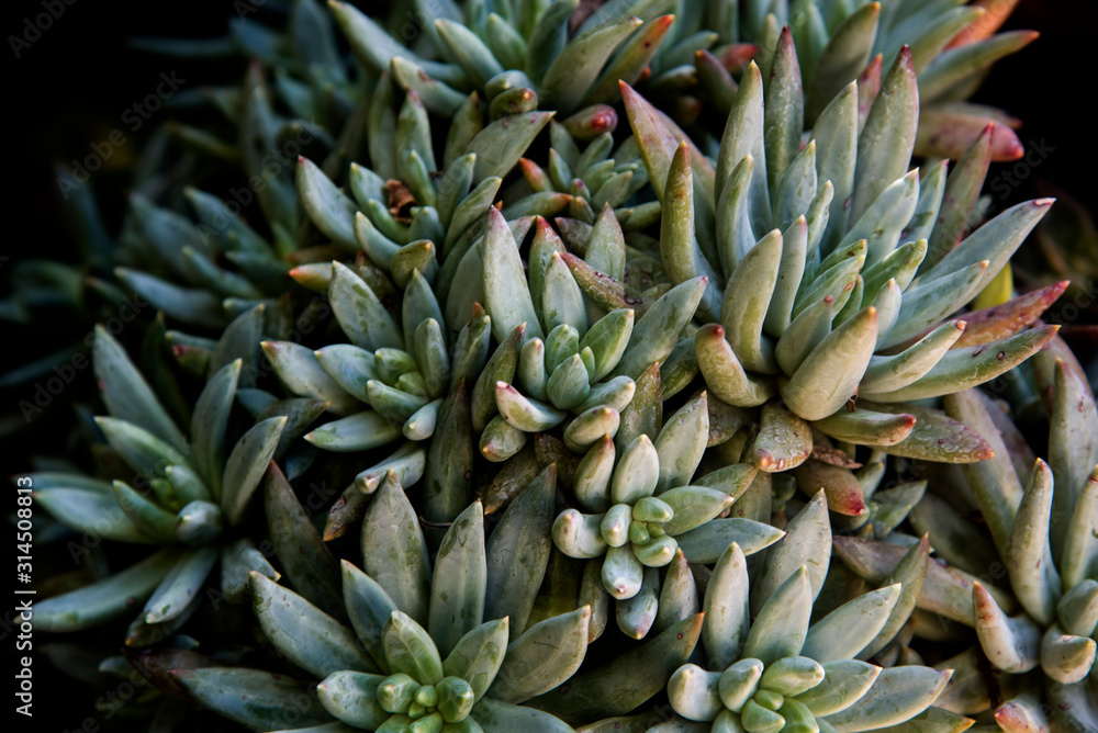 elegant succulents plants at morning in the garden elegant succulents plants at morning in the garden