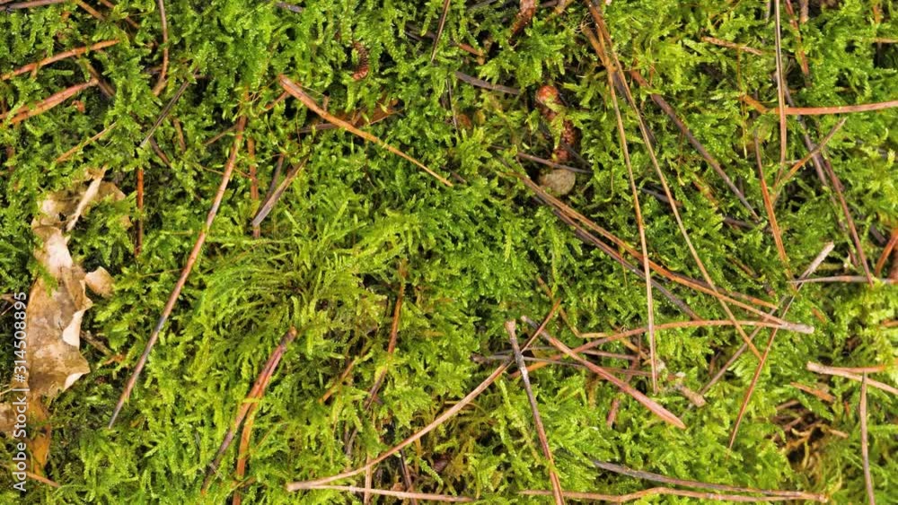 Moss green texture. Moss background. Green moss on grunge texture, background