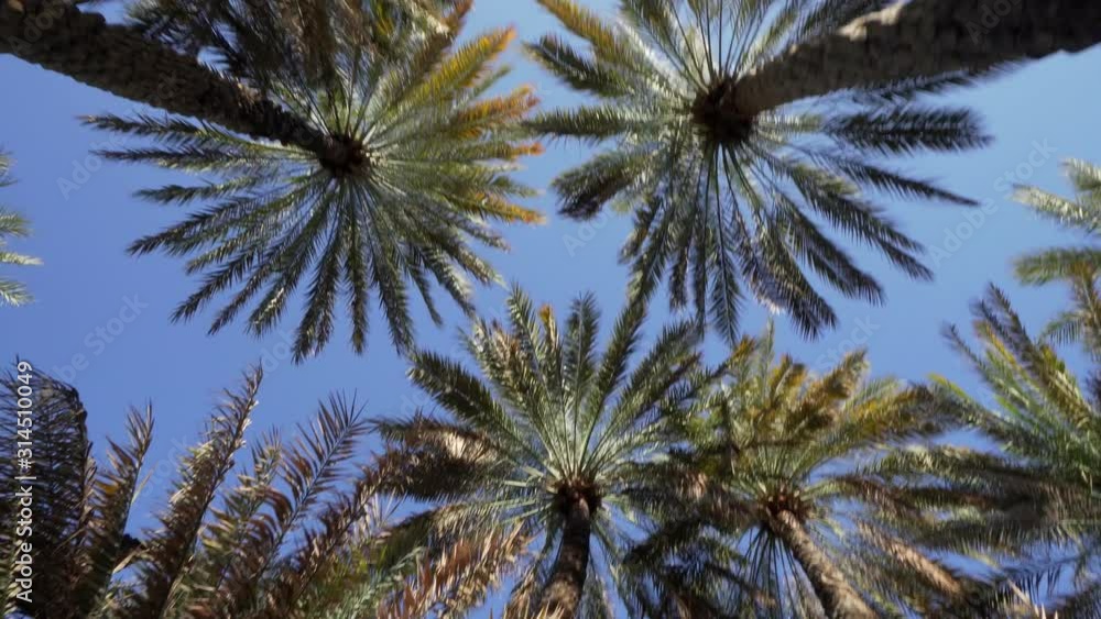 Spinning Bottom Up View of Dates Palm Trees against Clear Blue Sky Spinning Bottom Up View of Dates Palm Trees against Clear Blue Sky