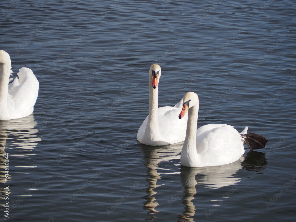 Obraz premium swans on the lake