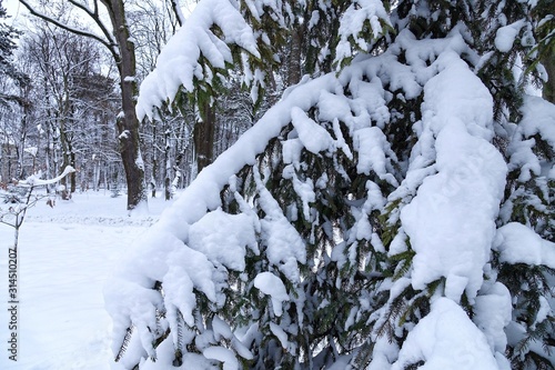 Branches of spruce covered with snow in the winter forest, background