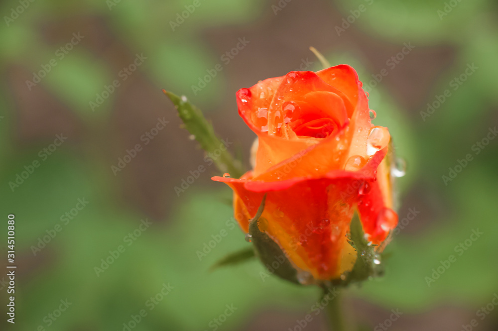 Fototapeta premium Close up of a rose with water drops. Women's day rose concept. Macro roses and place for text. Mother's day flowers and copy space. Natural texture of roses.