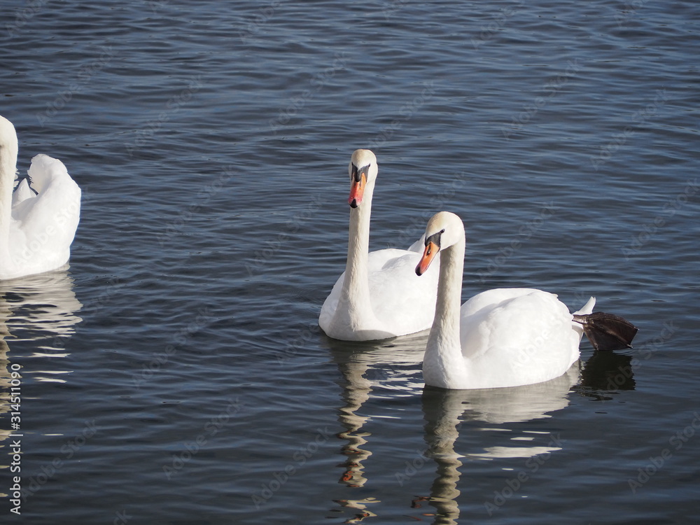 Fototapeta premium swans on the lake