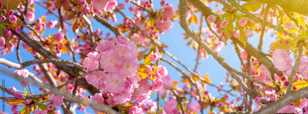 pink cherry blossom close up. spring has sprung. beautiful panoramic nature background - obrazy, fototapety, plakaty 