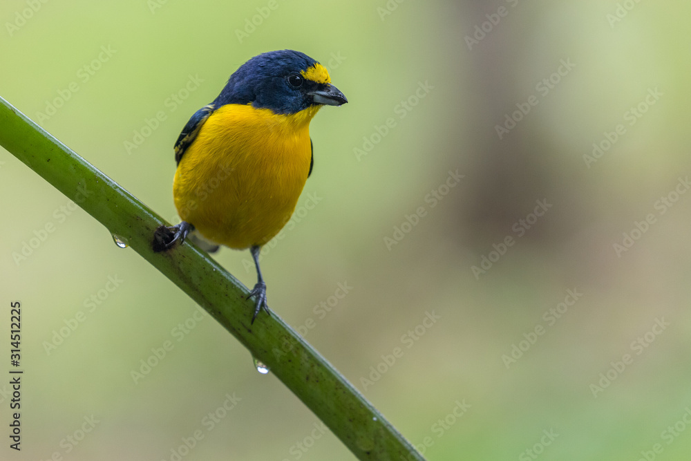 Scrub Euphonia (Euphonia affinis) perched on a branch, La Fortuna, Costa Rica Scrub Euphonia (Euphonia affinis) perched on a branch, La Fortuna, Costa Rica