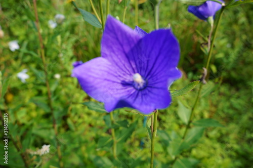Close-up of a purple bellflower
