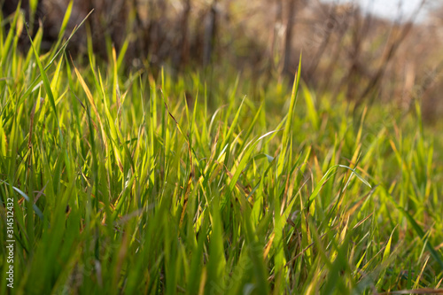 Close-up of fresh hawed yellow-green grass early in the morning
