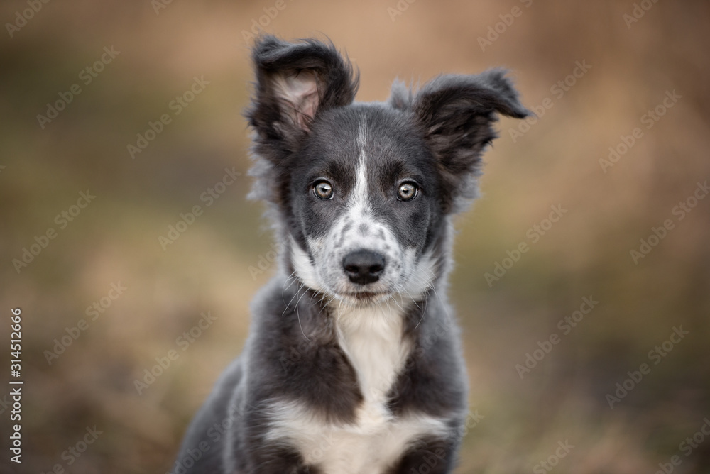 grey and white border collie puppy with funny ears posing outdoors grey and white border collie puppy with funny ears posing outdoors