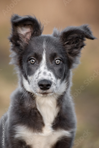 grey and white border collie puppy with funny ears posing outdoors