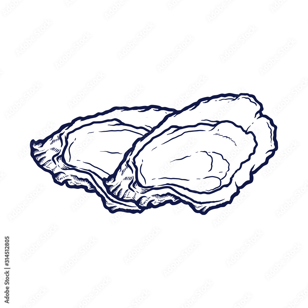 Oyster shell ocean animal vector Oyster shell ocean animal vector