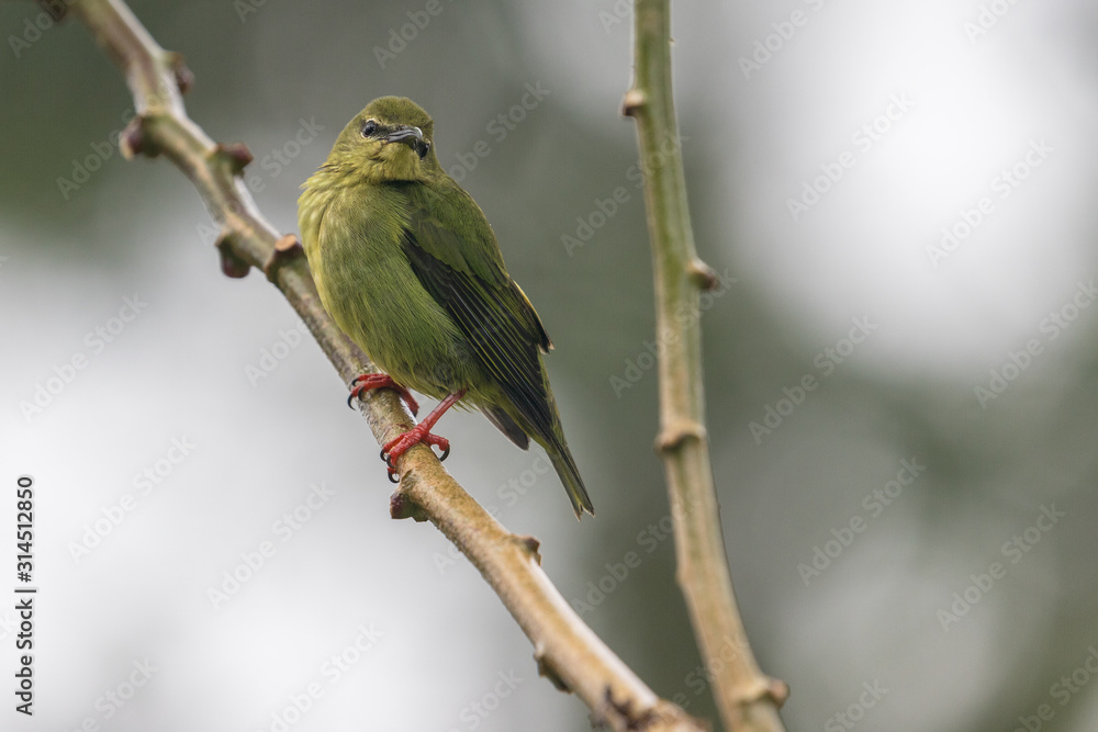 Female Red-legged Honeycreeper (Cyanerpes cyaneus) on a branch in rain forest, La Fortuna Costa Rica Female Red-legged Honeycreeper (Cyanerpes cyaneus) on a branch in rain forest, La Fortuna Costa Rica
