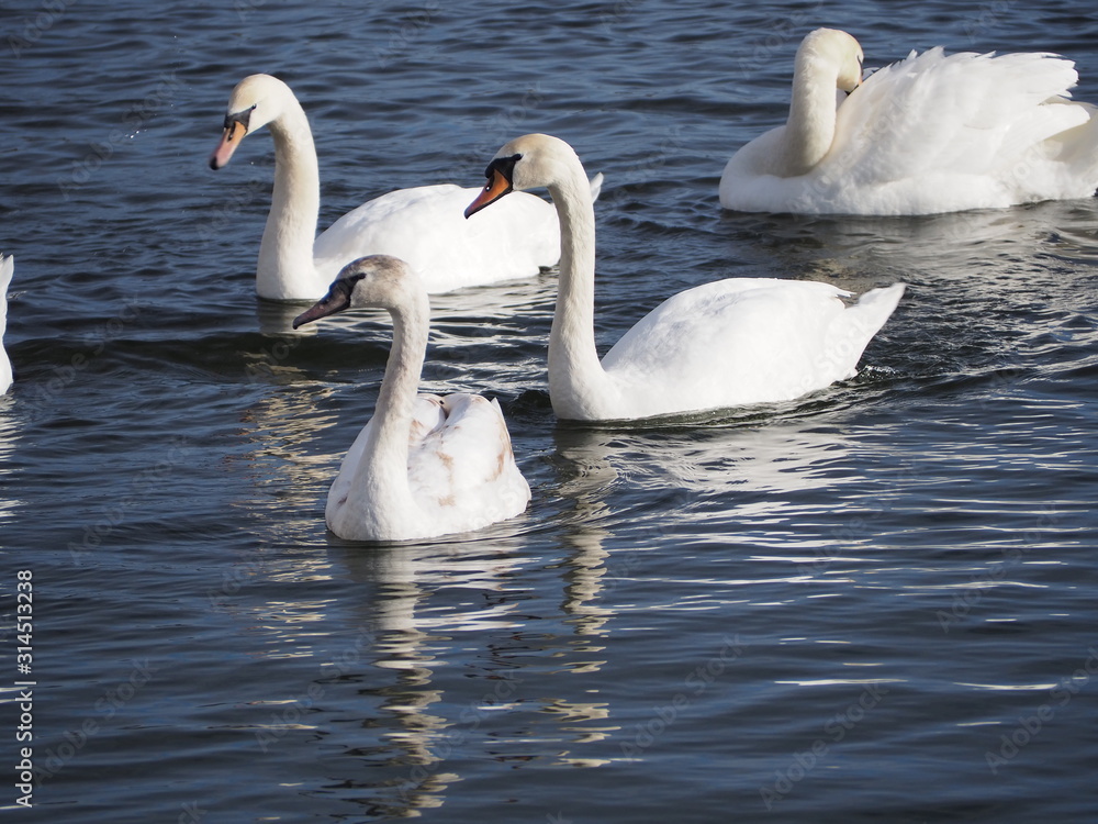 Fototapeta premium swans on the lake