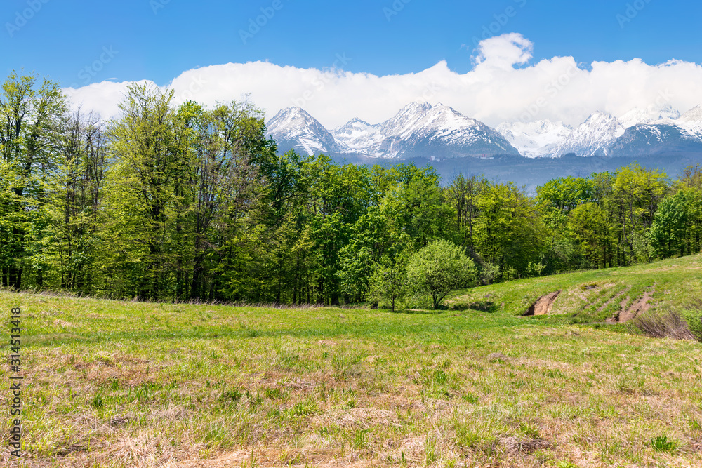 idyllic springtime landscape composite. meadow among the forest. high tatra mountain ridge with snow capped peaks in the  distance. sunny weather with clouds on the sky. beauty of nature concept