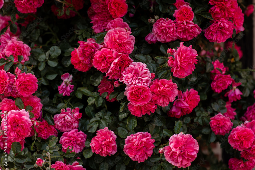 Blooming bush of pink roses. background for screensaver of flowers Blooming bush of pink roses. background for screensaver of flowers