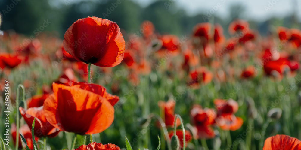 Naklejka premium blooming field of red poppy flowers at sunset. abstract nature blur. nature scenery with blurred background in evening light