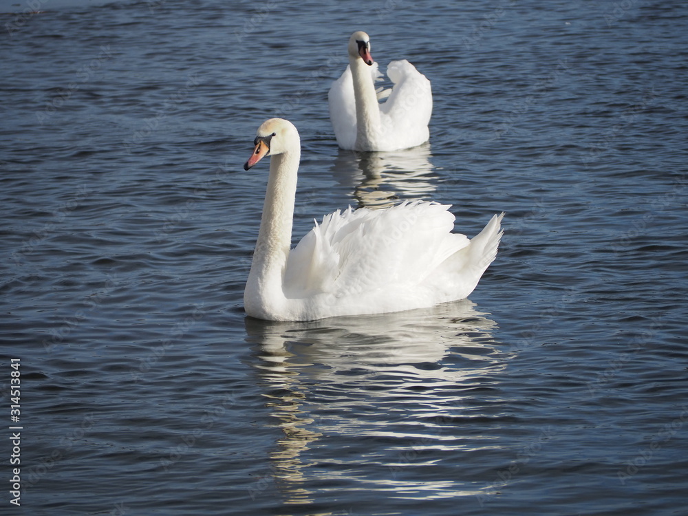 swan on lake