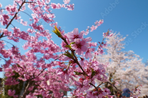 Cherry Blossom Full bloom spring