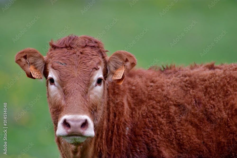 portrait of a limousin cow