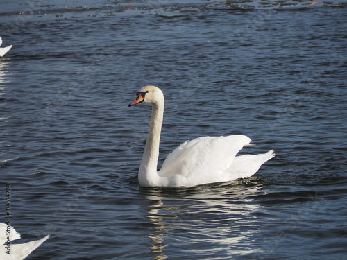 swan on lake