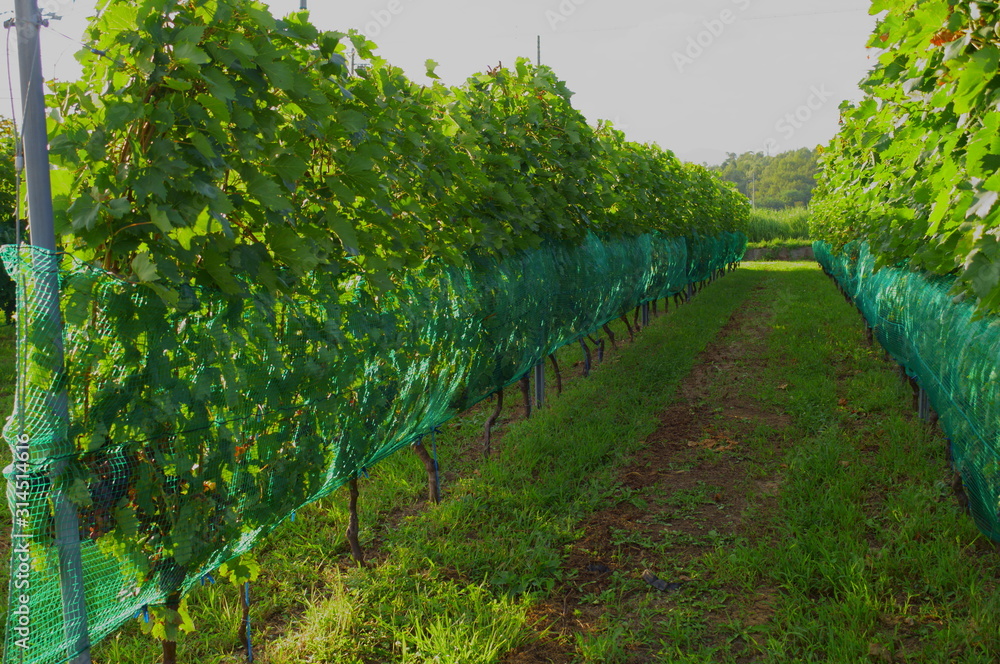 Vineyard for wine in summer