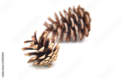 Spruce cones on a white background close-up