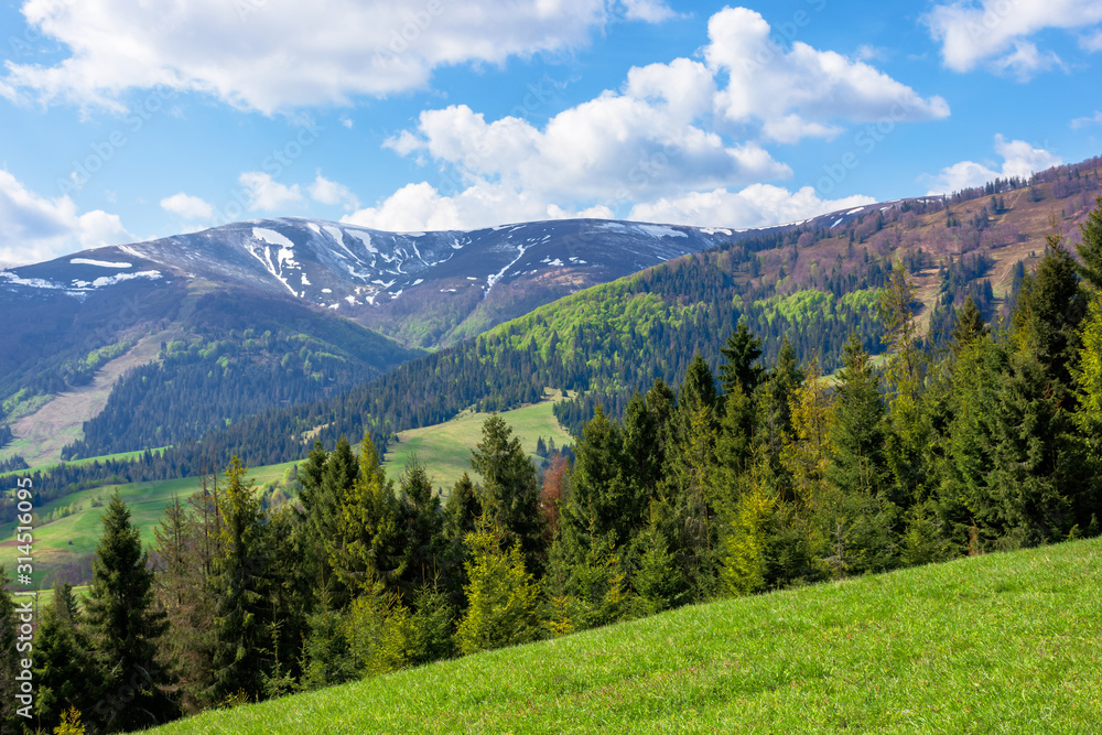 mountain landscape in spring. fir forest on the green grassy meadow. ridge with snow capped tops in the distance. wonderful sunny weather with fluffy clouds on the blue sky mountain landscape in spring. fir forest on the green grassy meadow. ridge with snow capped tops in the distance. wonderful sunny weather with fluffy clouds on the blue sky