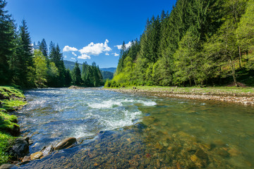 nature scene with mountain river. spring vacation in sunny valley of synevyr national park, ukraine. grassy meadow on the shore, ridge in the distance. beauty of tranquil ecology environment