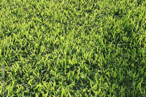 Obraz na plátně belleza verde