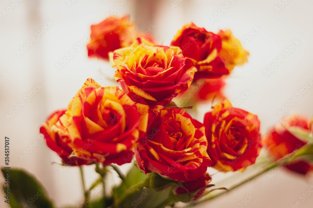 soft focus of bouquet with colorful beautiful red and yellow roses flower on white backgroung soft focus of bouquet with colorful beautiful red and yellow roses flower on white backgroung