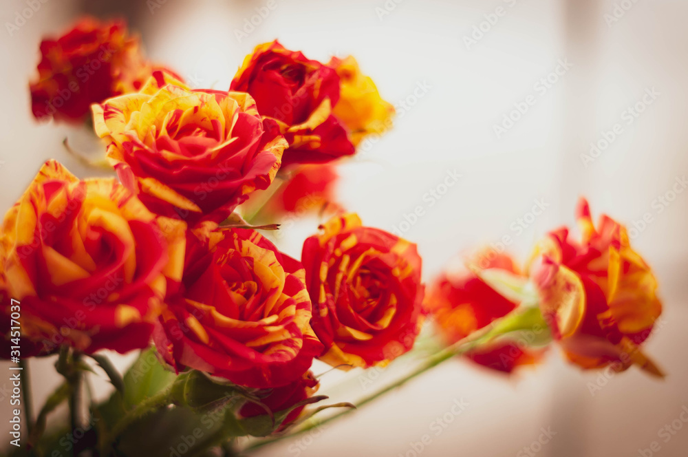 soft focus of bouquet with colorful fresh beautiful red and yellow roses flower on white backgroung with copy space soft focus of bouquet with colorful fresh beautiful red and yellow roses flower on white backgroung with copy space