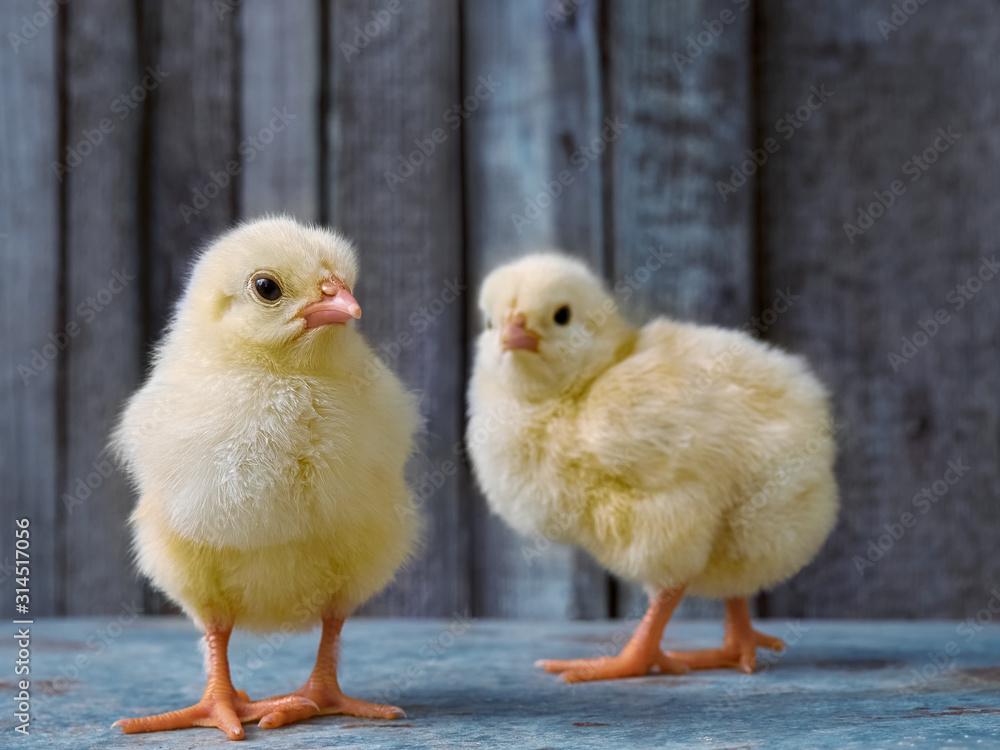 Small yellow chickens on a farm. Small yellow chickens on a farm.