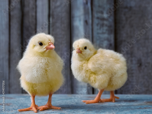 Small yellow chickens on a farm.