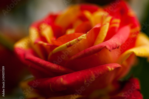 soft focus and close up of fresh beautiful red and yellow blooming rose