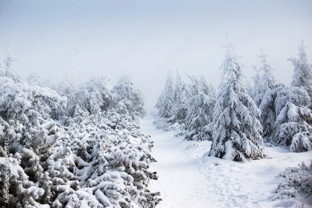 View of trees covered with snow through snowing. View of trees covered with snow through snowing.