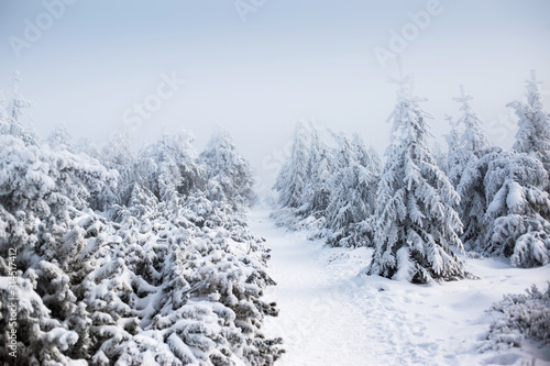 View of trees covered with snow through snowing. © Vladyslav