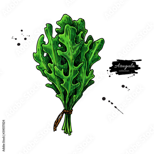 Arugula leaf bunch hand drawn vector illustration. Isolated Vegetable object.