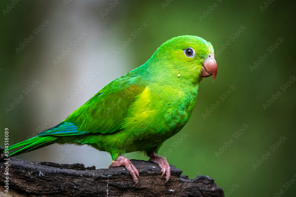 Plain Parakeet / Periquito Rico (Brotogeris tirica)