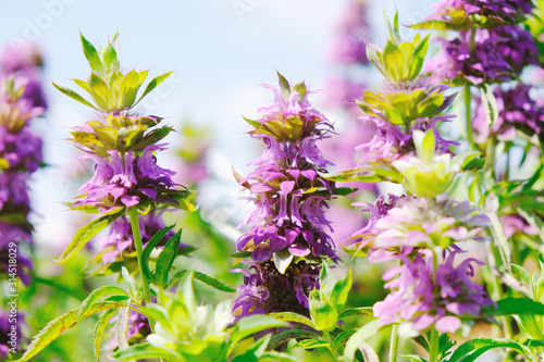 Photos Purple downy wood mint close up shows flower in nature with shallow depth of field for spring season concept