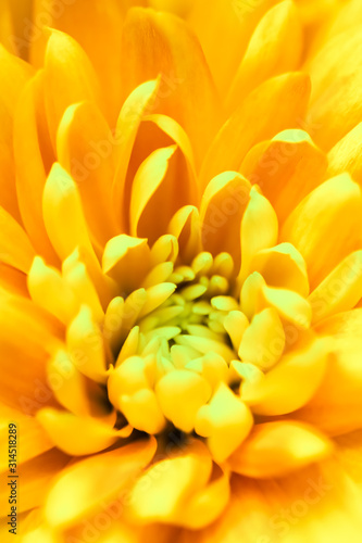 Abstract floral background, yellow chrysanthemum flower. Macro flowers backdrop for holiday brand design © OLAYOLA