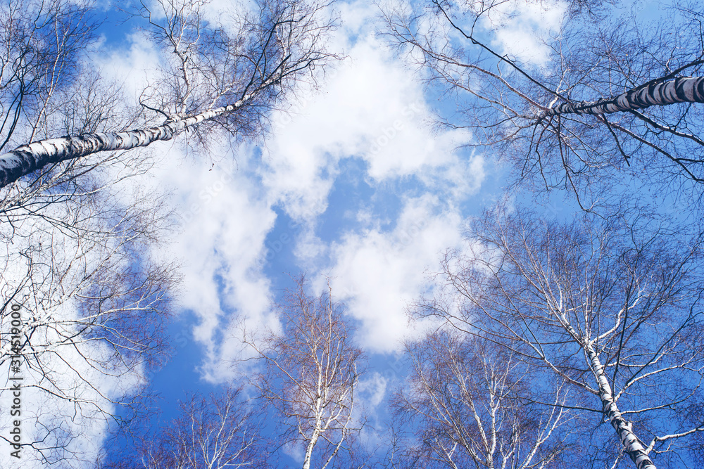 Obraz premium Birches against the blue sky in spring, view from below.