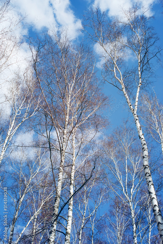 Birches against the blue sky in spring, view from below. Birches against the blue sky in spring, view from below.
