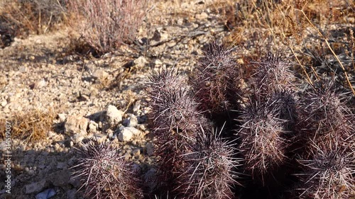 Cacti in the Arizona desert. Arizona claret-cup cactus, Arizona hedgehog cactus (Echinocereus arizonicus), USA photo