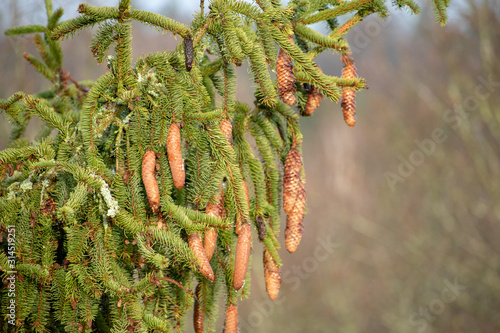 Fototapeta Naklejka Na Ścianę i Meble -  Szyszki
