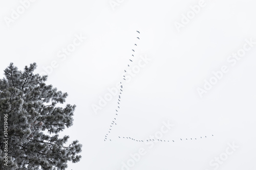 Flock of storks flying above trees in winter time