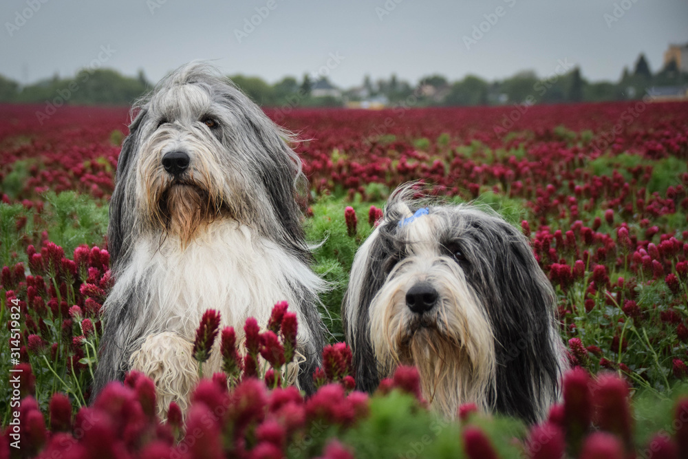 Portrait of two bearded collie, who is sitting in crimson clover. Portrait of two bearded collie, who is sitting in crimson clover.