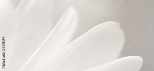 Abstract floral background, white chrysanthemum flower petals. Macro flowers backdrop for holiday brand design