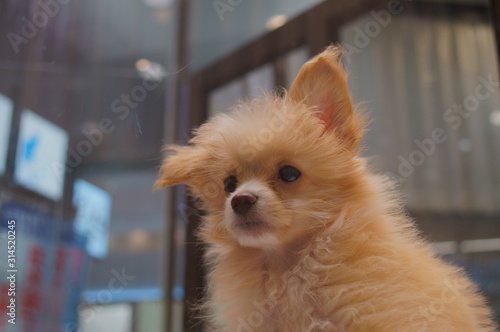 Sleepy puppy in a cage