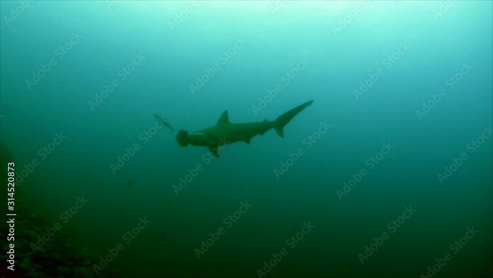 Hammerhead shark meets scubadiver Hammerhead shark meets scubadiver
