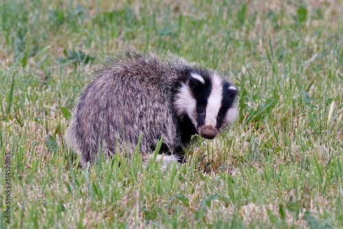 raccoon on the grass