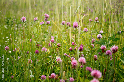 Fototapeta Naklejka Na Ścianę i Meble -  summer clover meadow